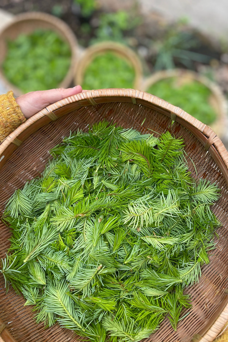 Forest Floor Seasonal Shrub